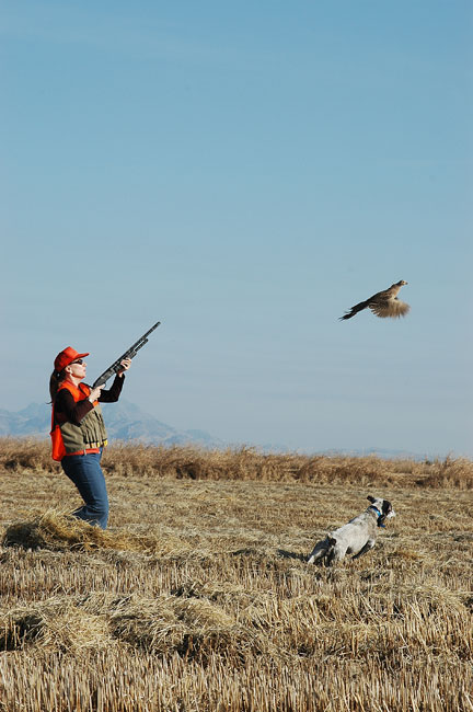 Pheasant Hunting on Wilderness Unlimited property near Williams, CA